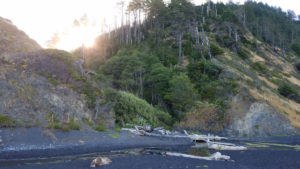 Cliff side trees on Lost Coast Adventure Tours