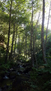Small river on the way to Lost Coast Trail