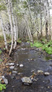 Narrow River on Lost Coast Trail