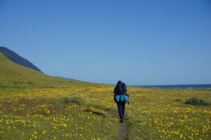 hiking amoung the flower bloom on the lost coast trail
