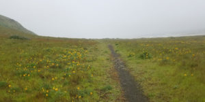 Lost Coast Trail Chinquapin Loop