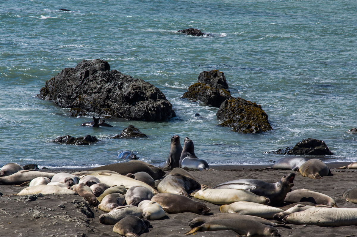 Adorable seals in the Lost Coast Trail