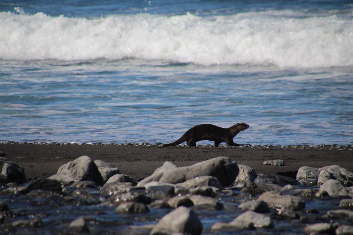 Sea lion walking in the seashore during Lost Coast Adventure Tours