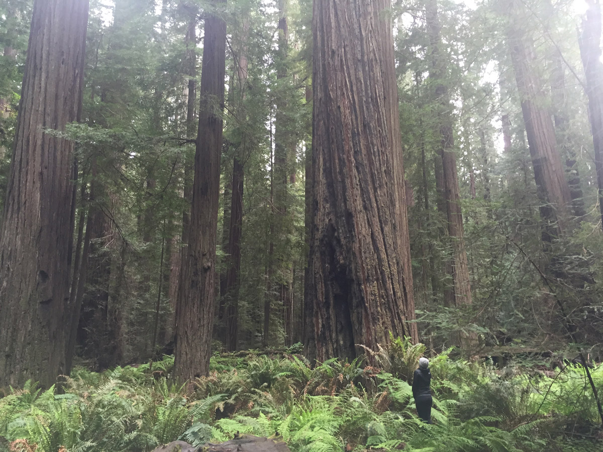 Hiking under the big trees with Lost Coast Adventure Tours