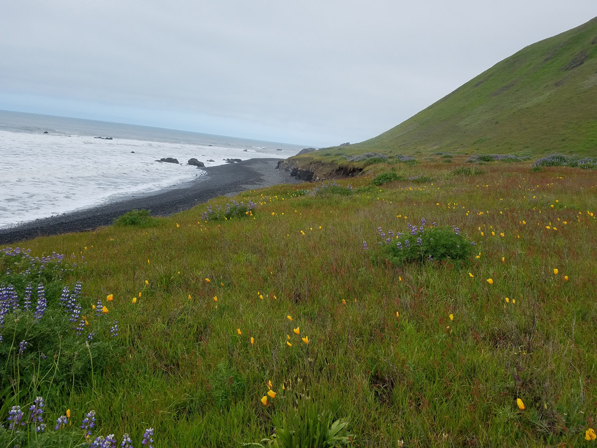 Beautiful flower in the foot of the mountain of Lost Coast Adventure Tours