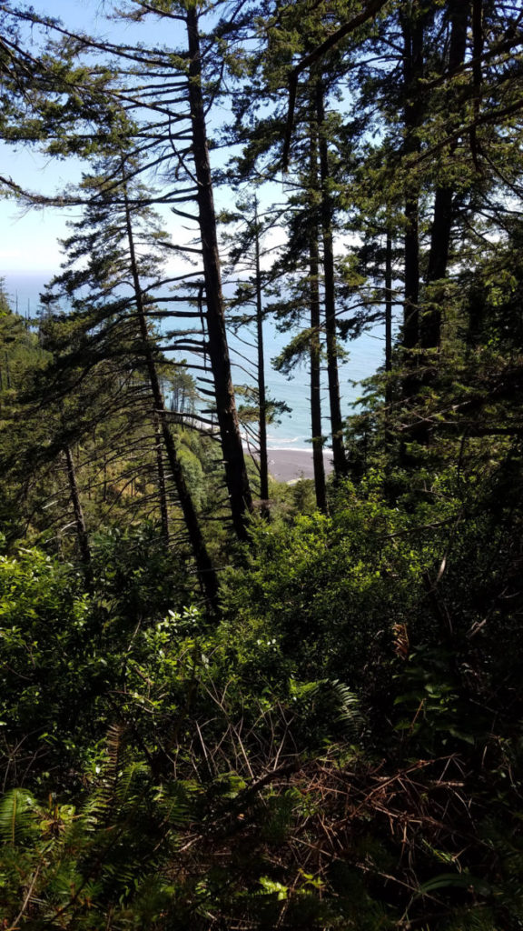 Cliff side trees on Lost Coast Adventure Tours
