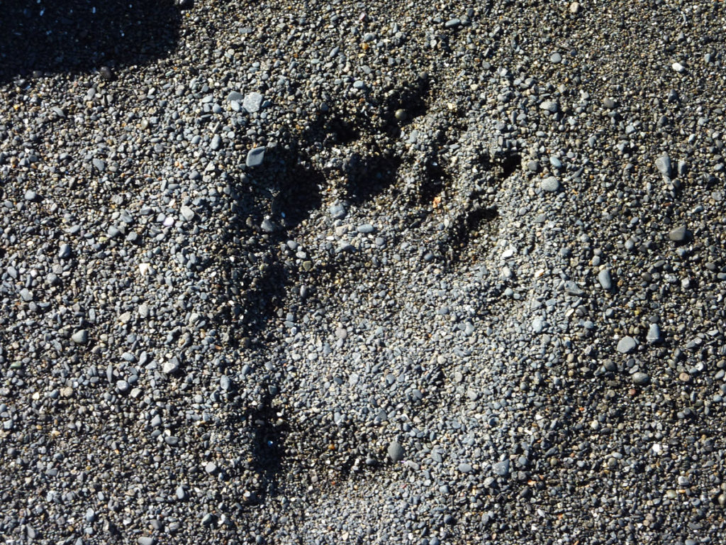 Sea Lion's footprint on Lost Coast Adventure Tours