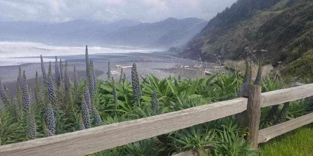 Lost Coast trail wildflowers and coastal view